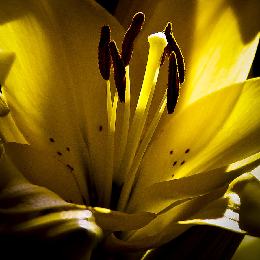 Lighted Lily Photograph