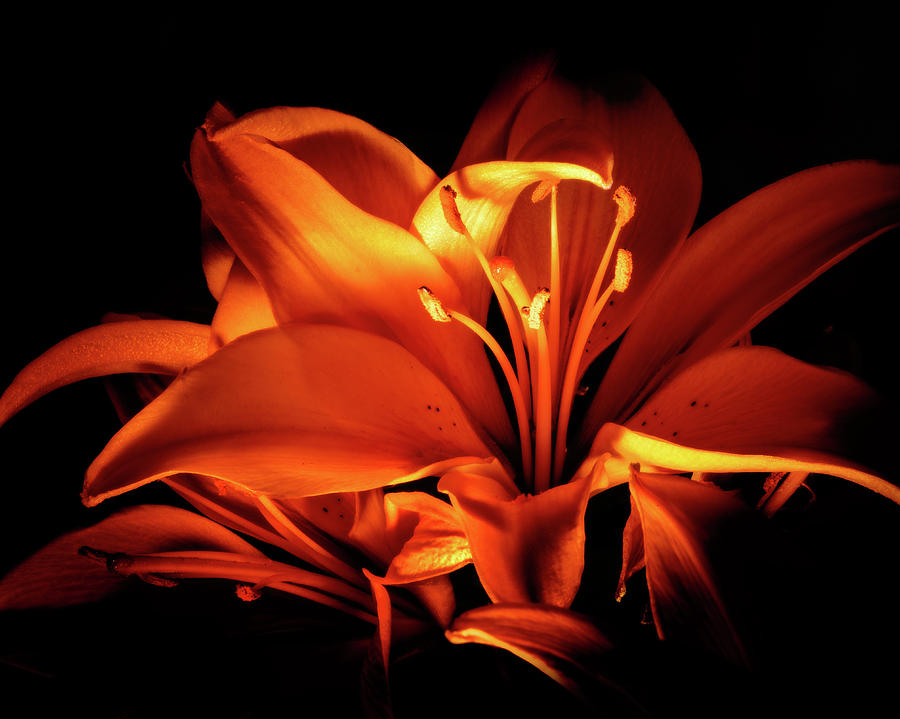 Lighted Lily Photograph by Dean Ginther