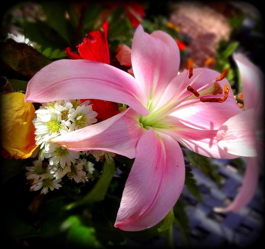 Lily Photograph - Lighted Lily by Donna Spadola