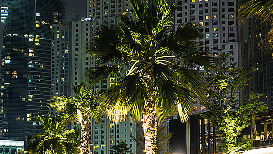 Lighted palm Photograph by Ian Watts