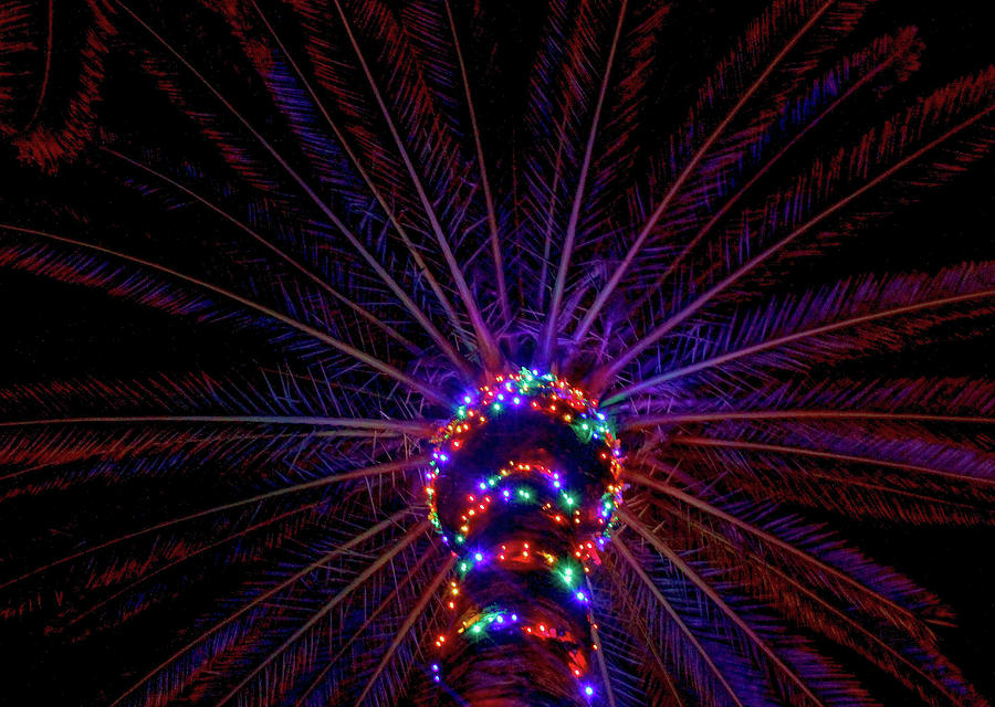 Lighted Palm Photograph by Robert Wilder Jr