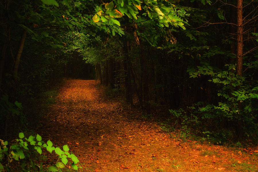 Lighted Path Photograph by Melissa Glackin - Fine Art America