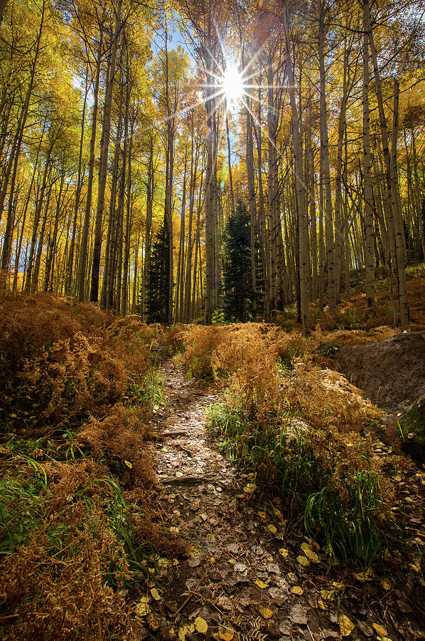 Aspen Photograph - Lighted Path by Ryan Smith