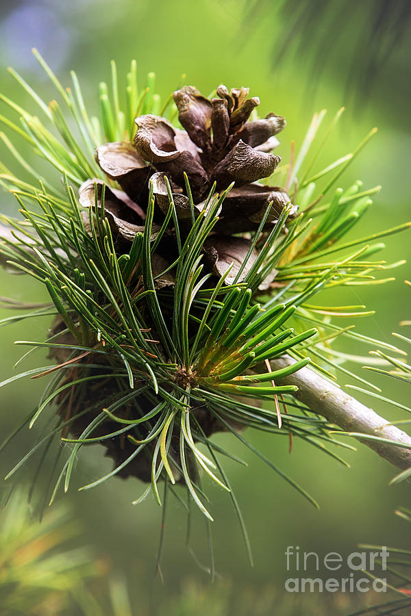 Nature Photograph - Lighted Pine Cone  by Sharon McConnell
