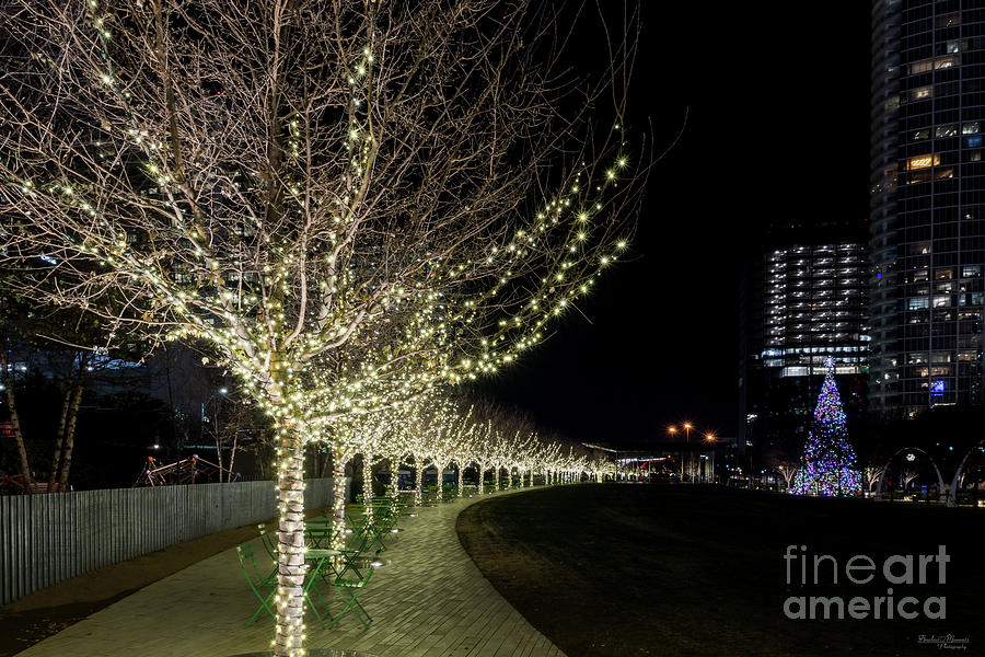 Lighted Tree Walkway Photograph by Jennifer White