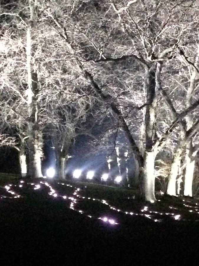 Lighted trees  Photograph by Samantha Lusby