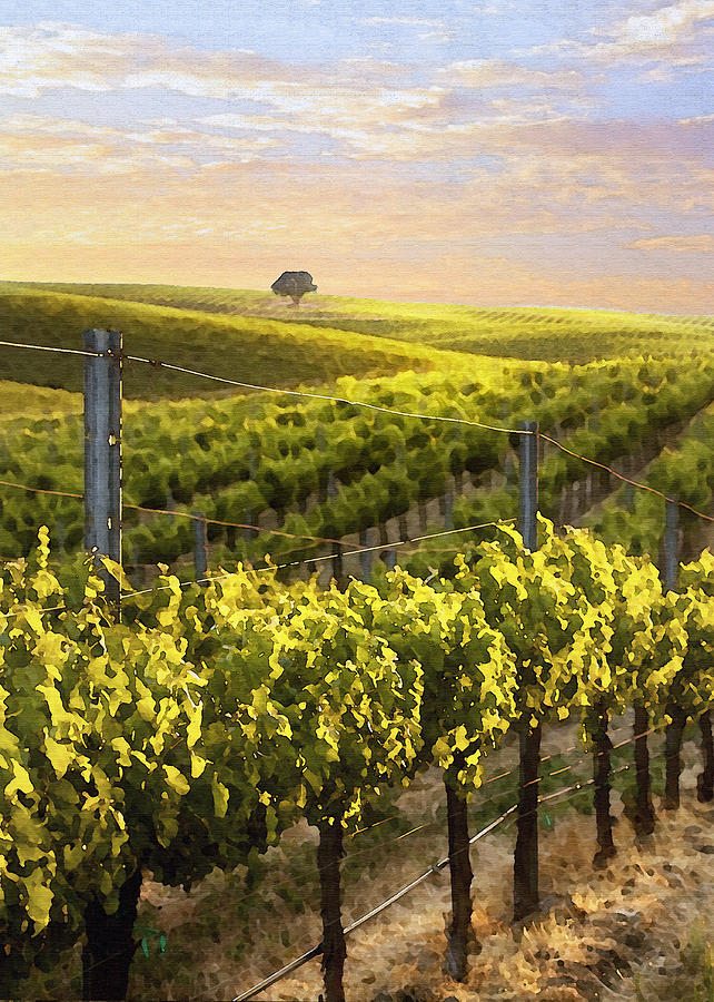 Lighted Vineyard Digital Art by Sharon Foster