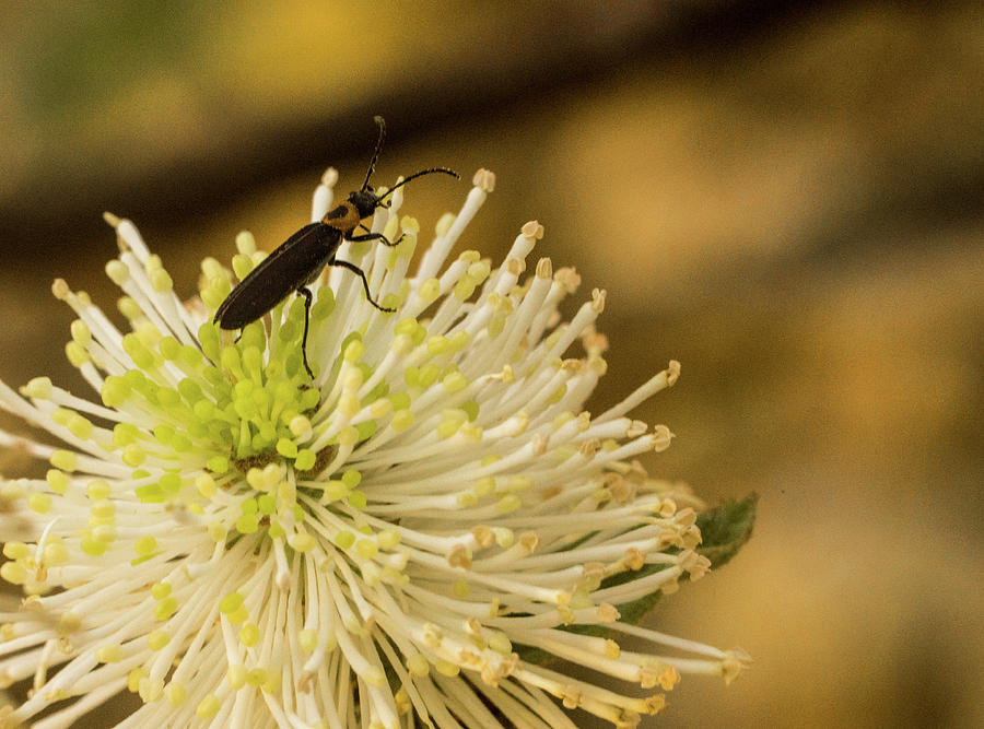 Lightening Bug on Forthergilla Photograph by Douglas Barnett