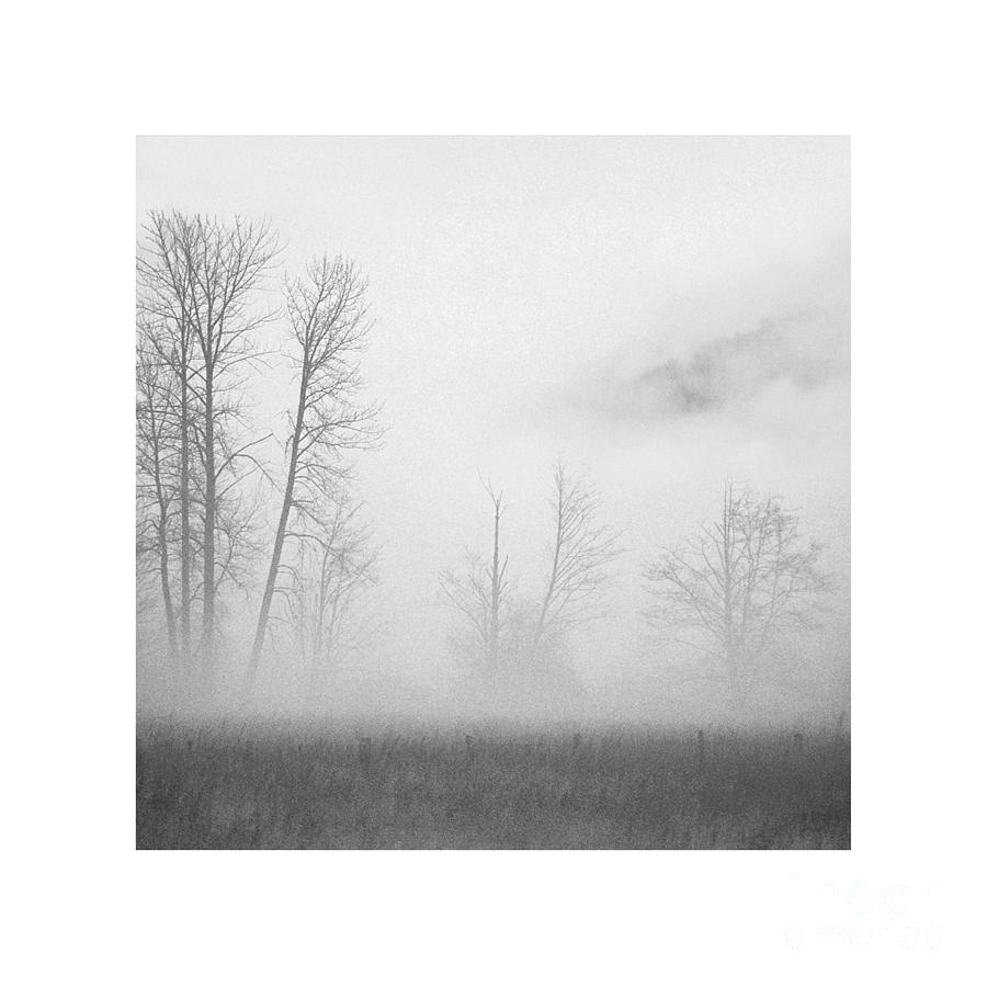 Lighter Than Black - mist sentinels Photograph by Paul Davenport