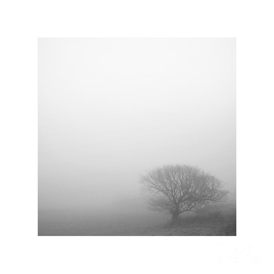 Lighter Than Black - Tree on a hillside Photograph by Paul Davenport