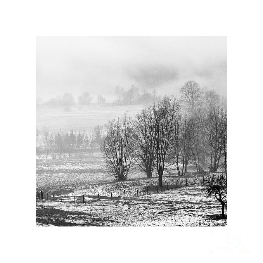 Black And White Photograph - Lighter Than Black - Trees in myst by Paul Davenport
