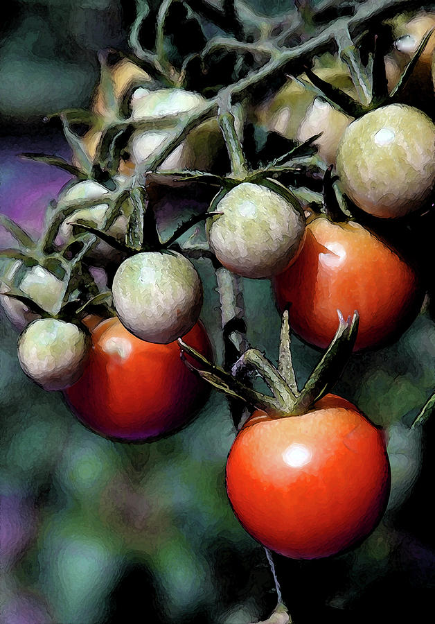 Lighter Version of Digital Painting Tomatoes on the Vine 2514 DP_2 Photograph by Steven Ward