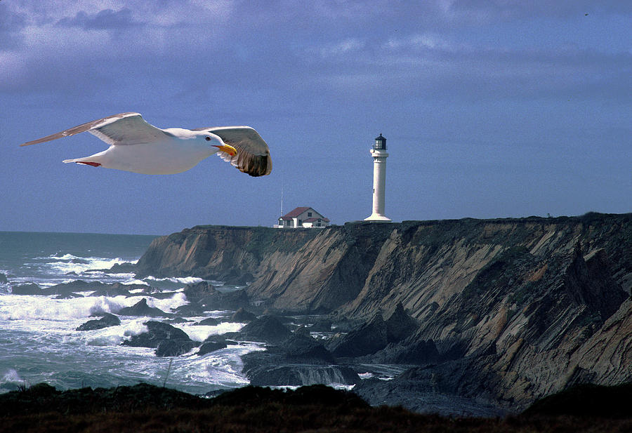 Lighthouse And Seagull Photograph by BuffaloWorks Photography