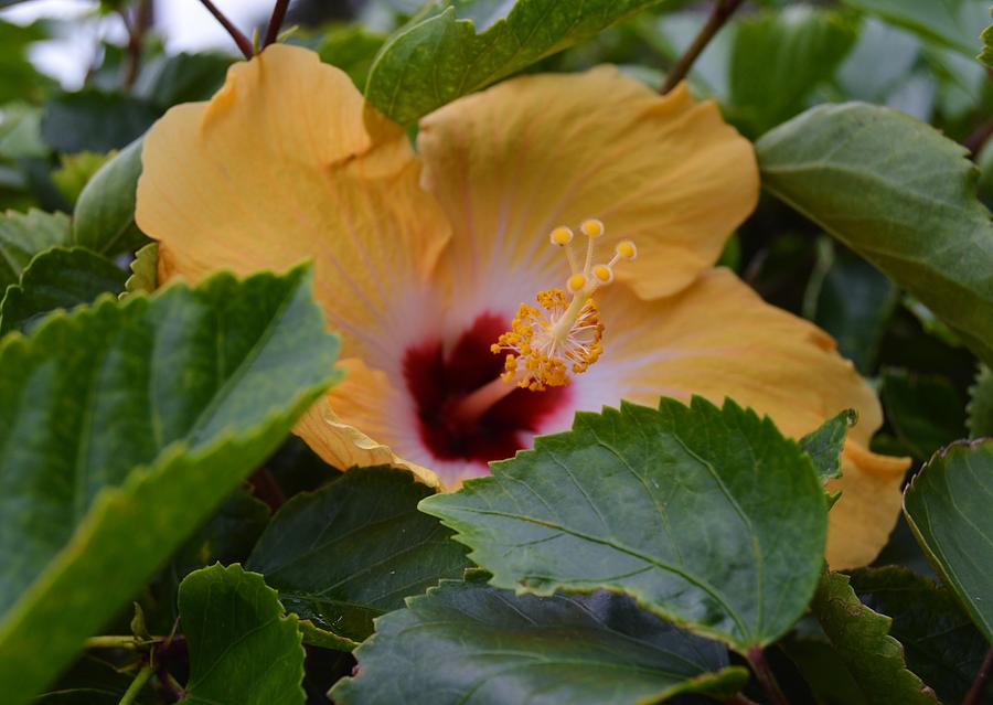 Lighthouse Hibiscus Photograph by Warren Thompson