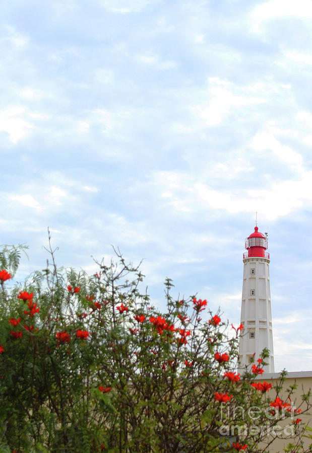 Lighthouse on Culatra Photograph by Eddie Barron