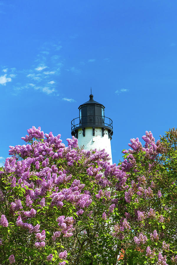 Lighthouse Point Iroquois Spring Lilacs -0233 Photograph by Norris Seward