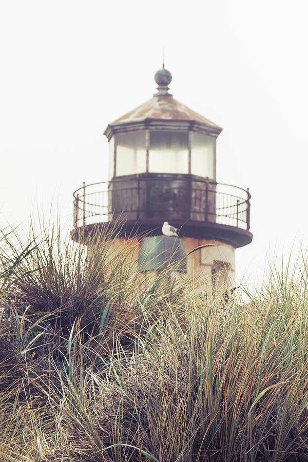 Lighthouse through the Grass Photograph by Catherine Avilez