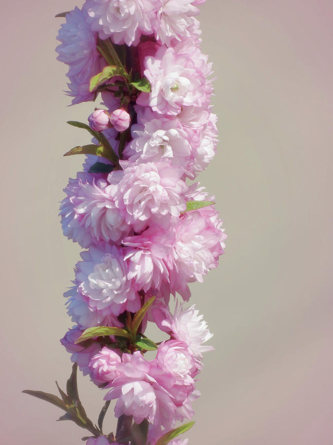 Lightly Pink - Flowering Almond  Photograph by MTBobbins Photography