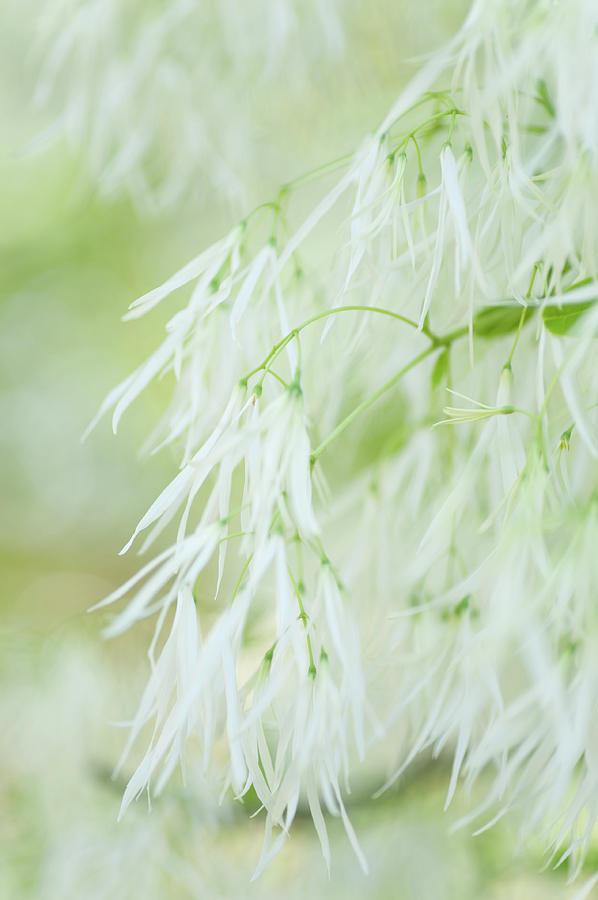 Lightness of White Fringetree Photograph by Jenny Rainbow