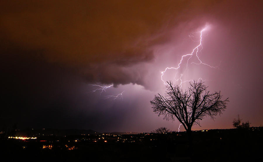 Tree Photograph - Lightning Tree by Jess Berry
