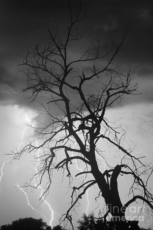 Lafayette Photograph - Lightning Tree Silhouette Portrait BW by James BO Insogna