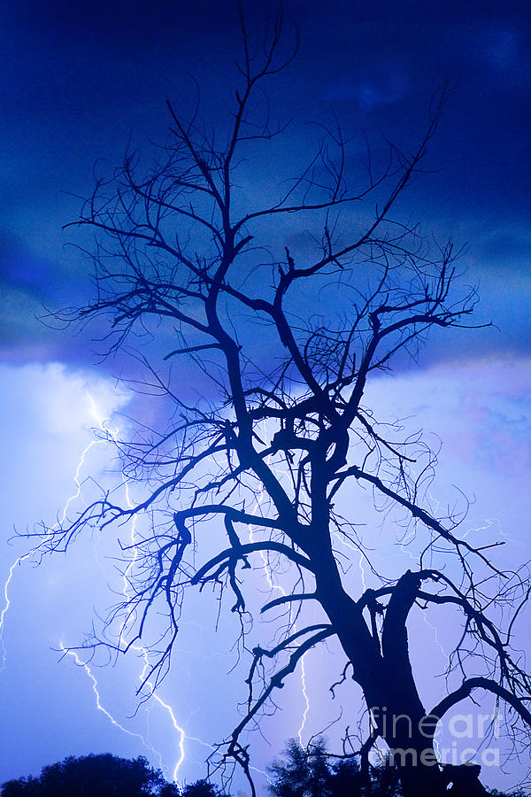 Lightning Tree Silhouette Portrait Photograph by James BO Insogna