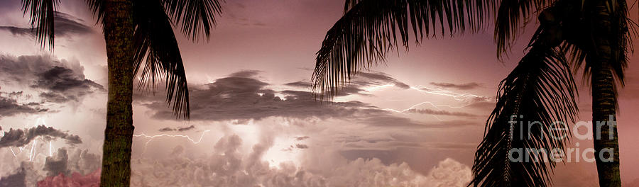 Lightning Under the Palms Photograph by Jon Neidert