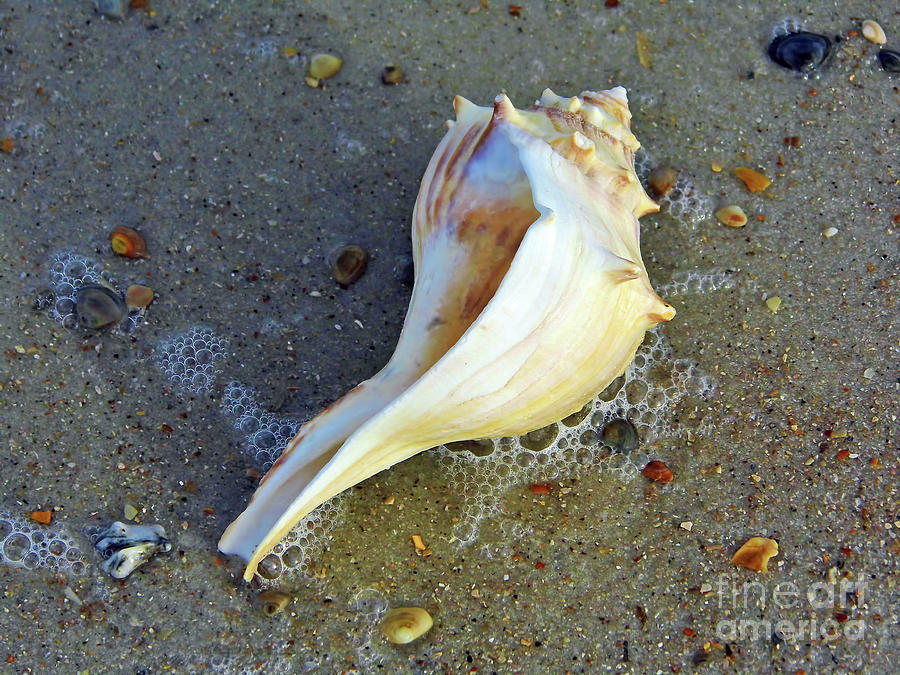 Lightning Whelk In The Surf Photograph by D Hackett