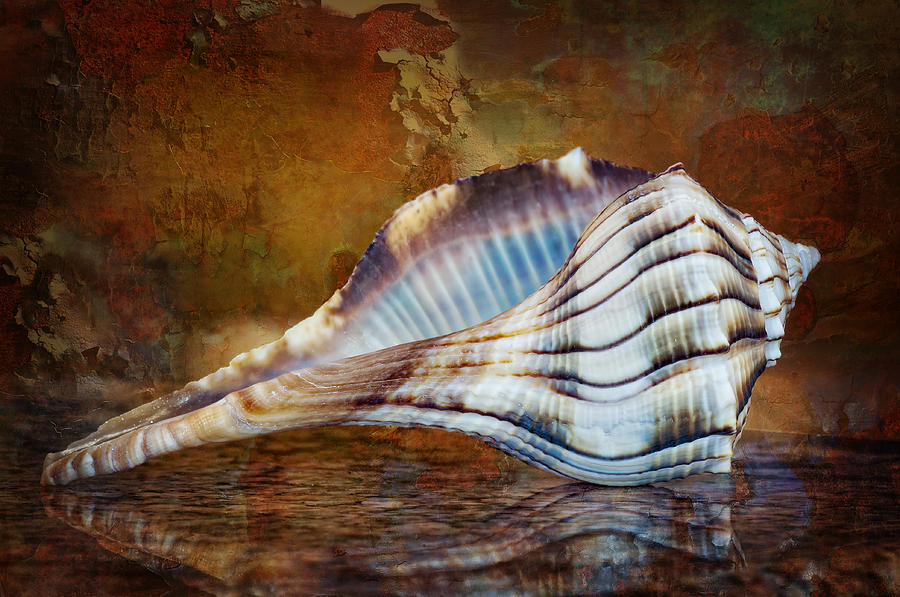 Lightning Whelk Seashell Photograph by Bonnie Barry
