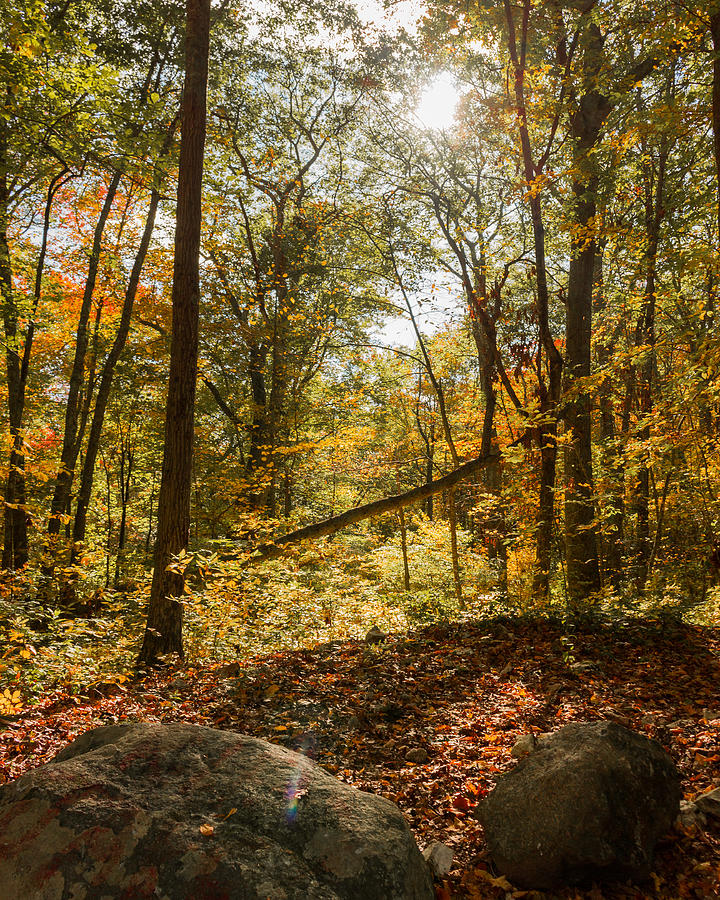 Autumn Photograph - Lightplay by Kirkodd Photography Of New England