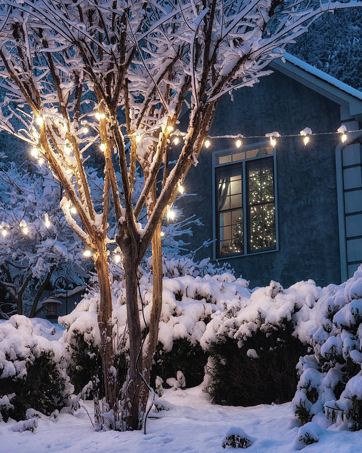 Lights and a Tree by Daryl Clark Lights and a Tree by Daryl Clark
