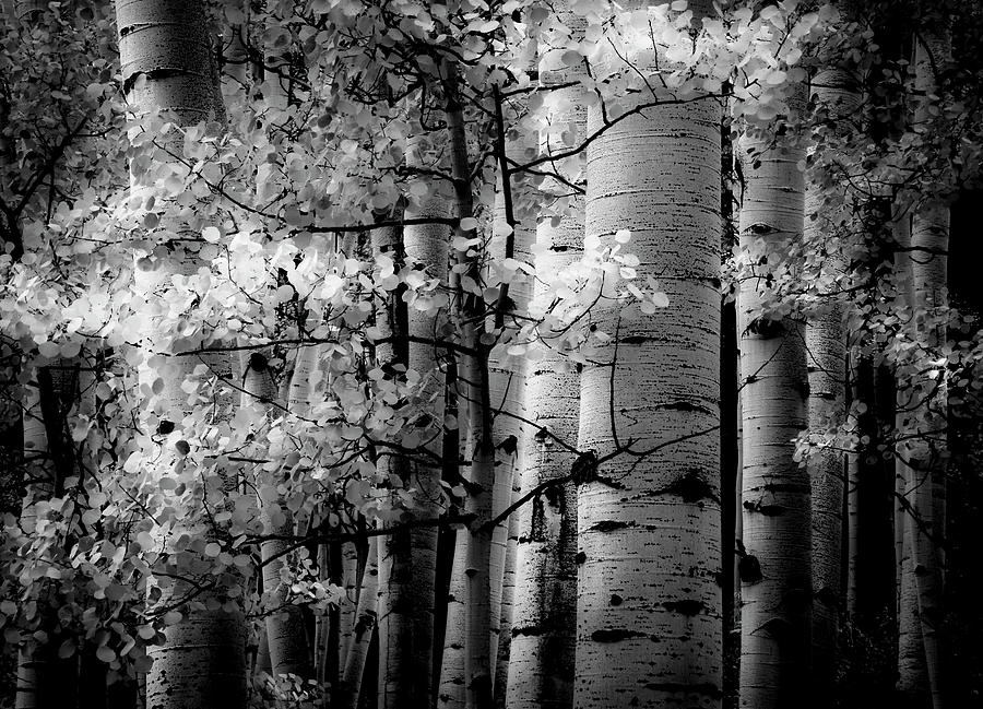 Lights and Darks and In Between Photograph by The Forests Edge Photography - Diane Sandoval