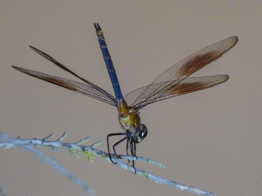 Lights On Dragonfly Photograph by Kimo Fernandez