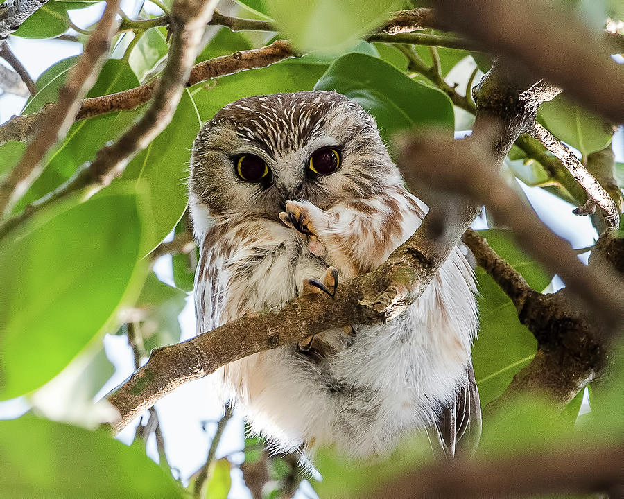 Lightweight Champ Saw-Whet Owl Photograph by Morris Finkelstein