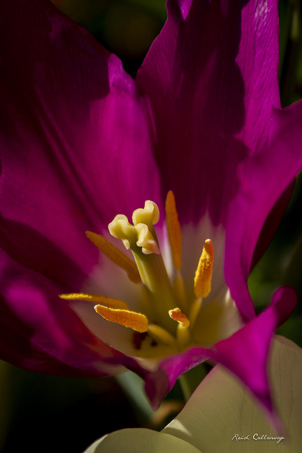 LightWorks Tulip Flower Art Photograph by Reid Callaway