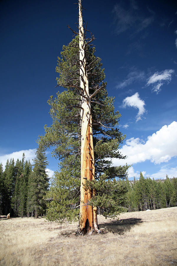 Ligntning Struck Pine Tree Photograph By Nicole Riley 