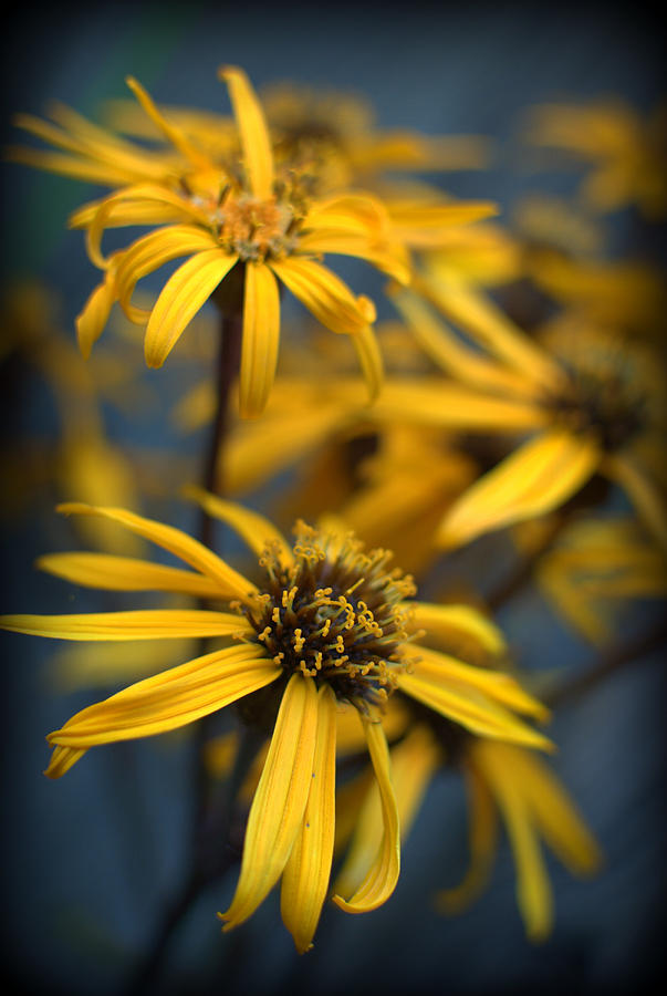 Ligularia Flowers Photograph by Nathan Abbott