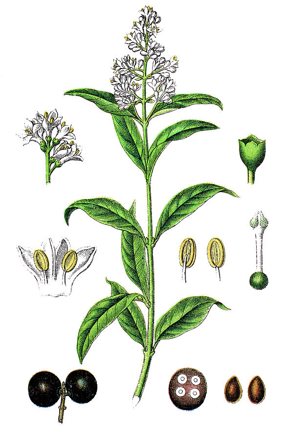 Ligustrum vulgare, wild privet, also sometimes known as common p ...