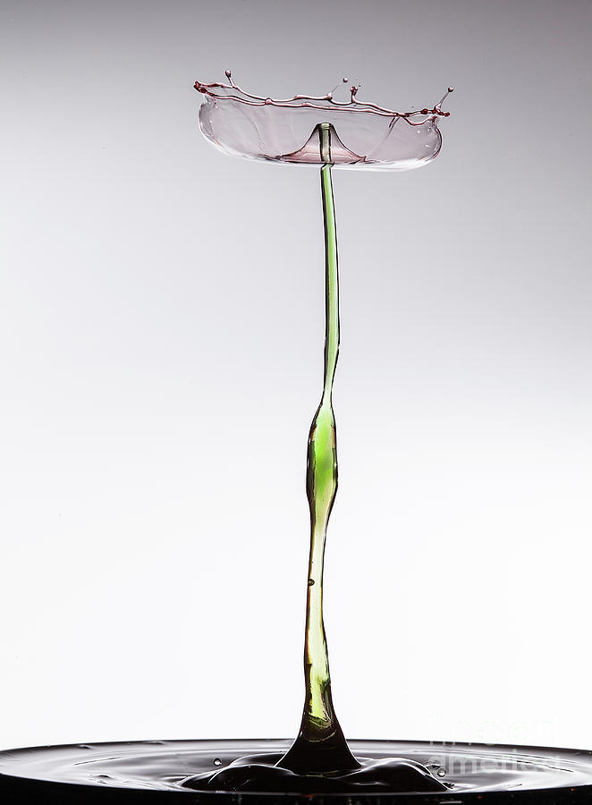 Like a Flower Photograph by Patti Schulze