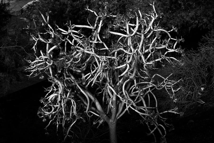 Like a Leafless Tree Photograph by Pekka Sammallahti
