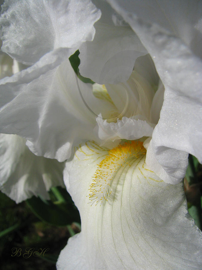 Like Angel Wings - White Iris - Beautiful Flowers Photograph by Brooks Garten Hauschild
