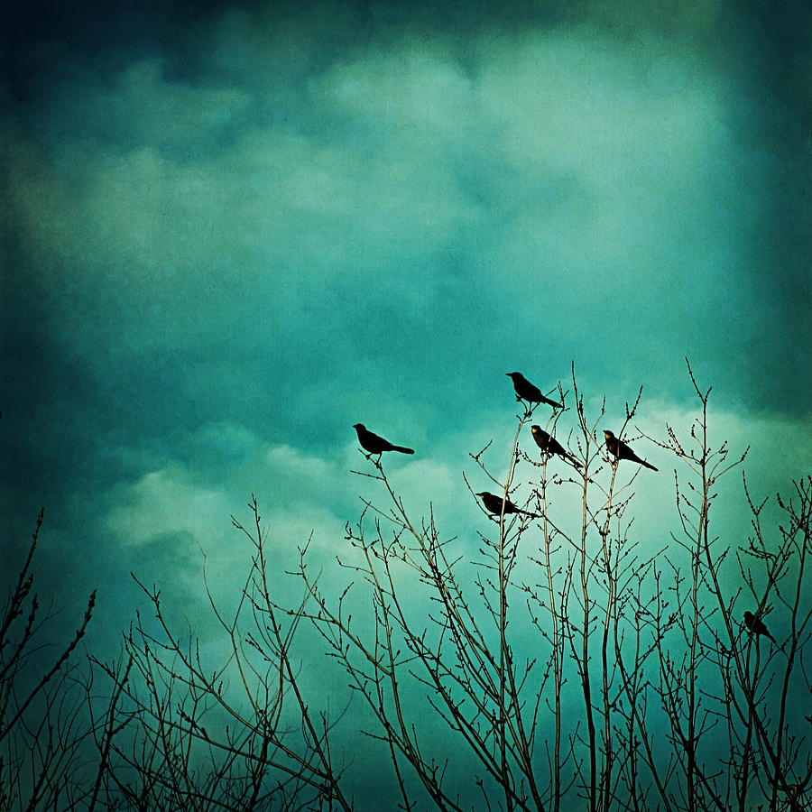 Bird Photograph - Like Birds on Trees by Trish Mistric