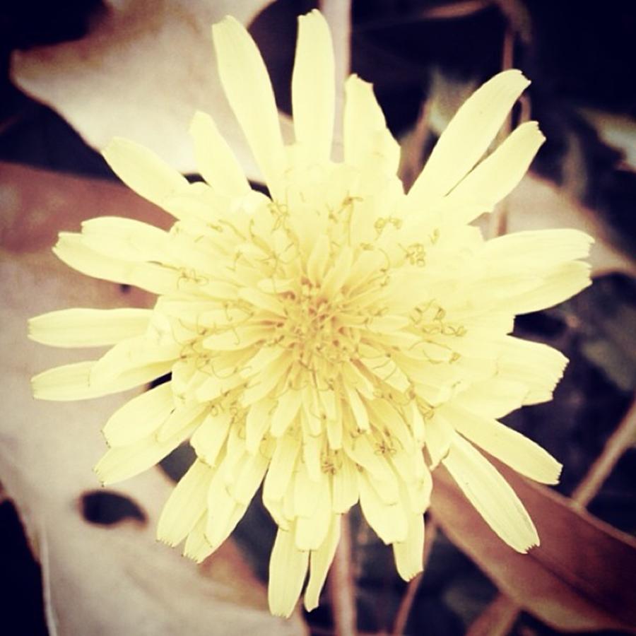 Nature Photograph - #like #love #loveit #flowers #follow by Shyann Lyssyj 
