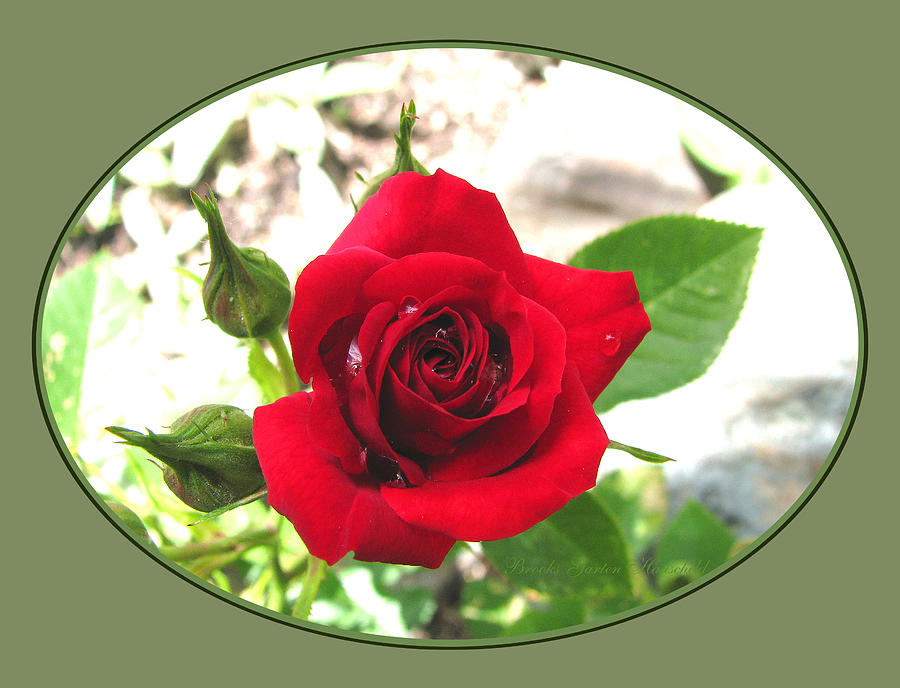 Like Red Velvet - Roses From the Garden - Flora Art and Photography Photograph by Brooks Garten Hauschild