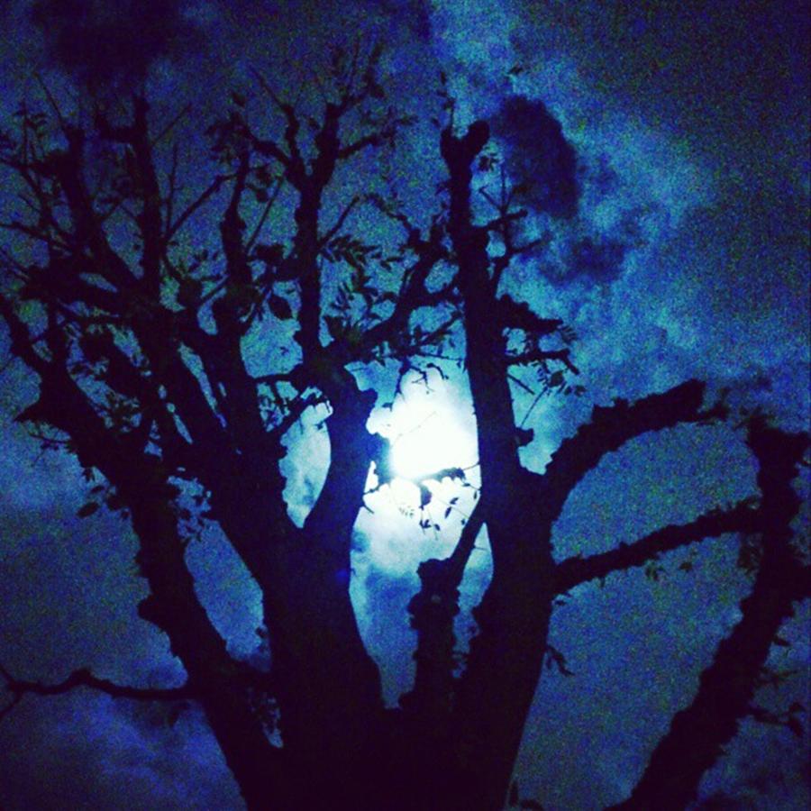 Tree Photograph - Like The Moon Tonight by Nori Strong