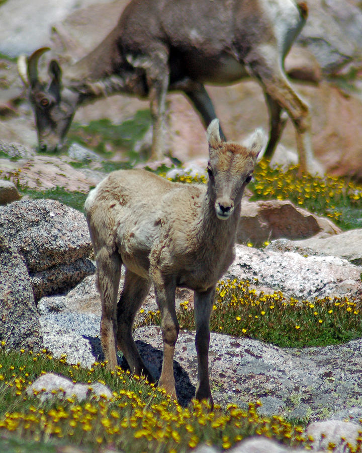 Lil Bighorn Photograph by Kevin Munro