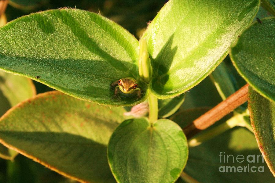Nature Photograph - Lil Froggie by Maria Young
