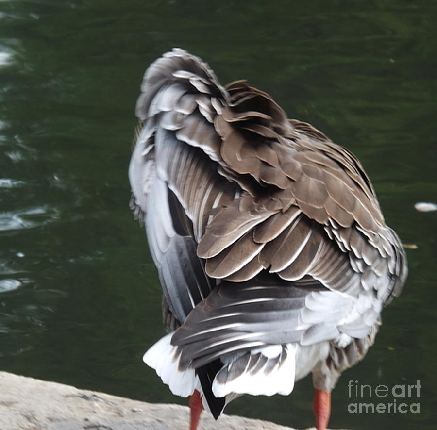 Lil Goose-Oragne- the art of symbolism - LOVE Photograph by Denise Morgan
