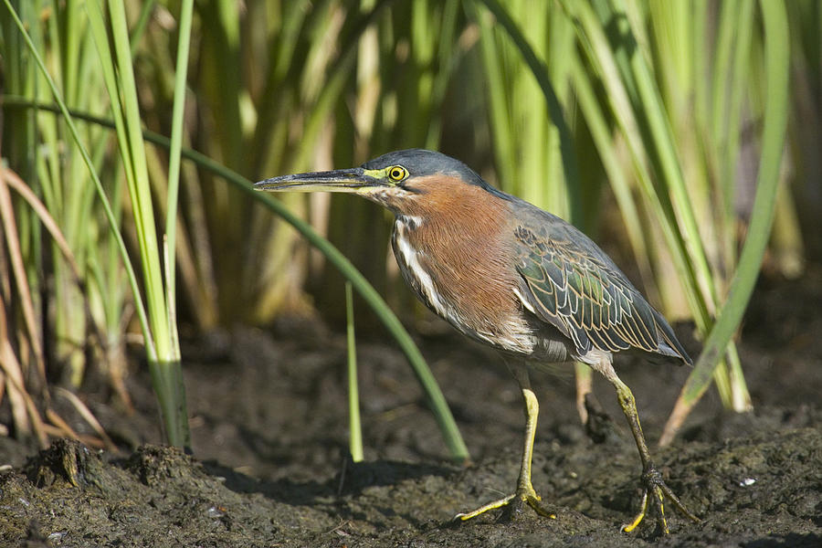 Lil Green Heron Photograph by Sue Cullumber
