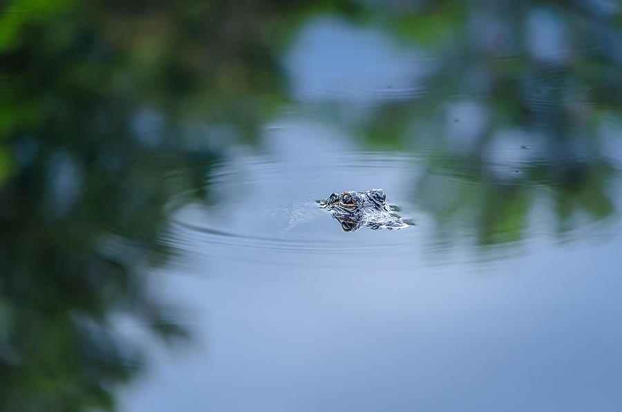 Alligator Photograph - Lil Guy by Craig Szymanski